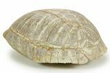 Colorful Inflated Fossil Tortoise (Stylemys) - South Dakota #373007-4